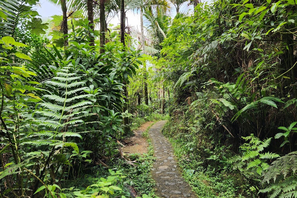 El Yungue