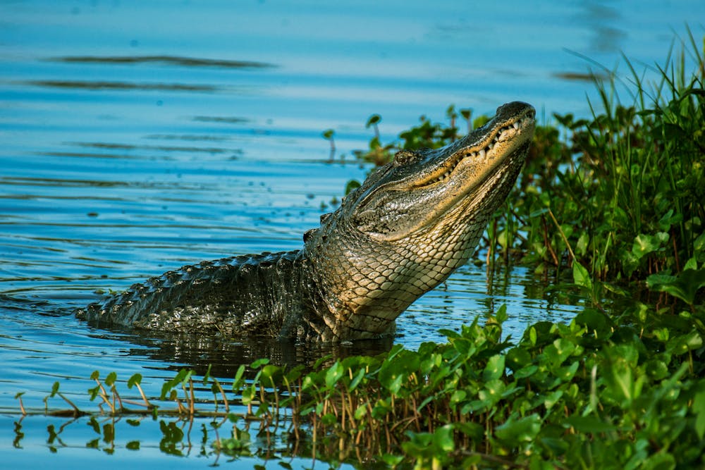 Everglades 3